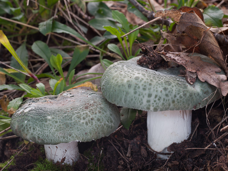 Russula virescens